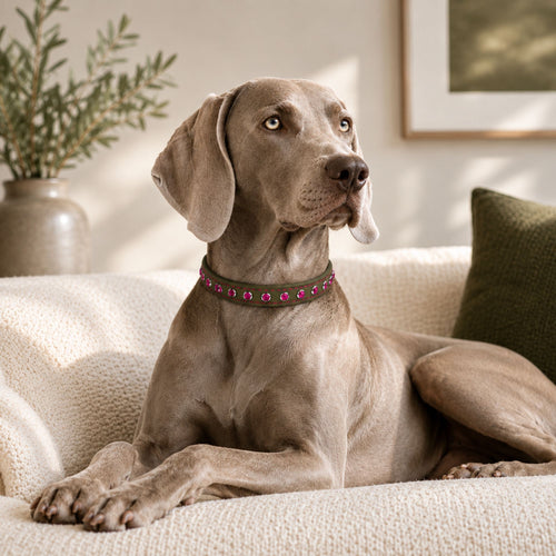 Olive Green with Hot Pink Jewels Dog Collar